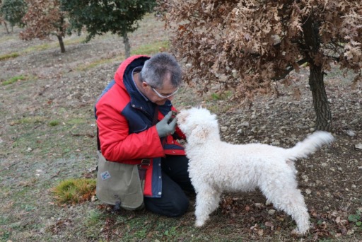 Visit of truffle fields and cavage